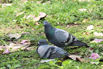 Urban Pigeons in Natural Setting: Two pigeons, perched on a grassy surface surrounded by fallen leaves, create a scene of understated natural beauty in an urban setting.