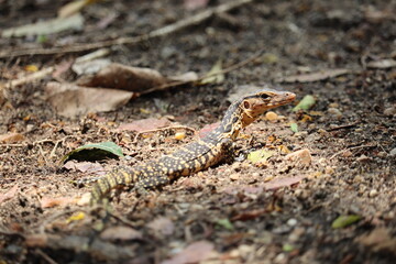 Monitor Lizard on Forest Floor: A close-up shot of a Monitor lizard gracefully blends into its woodland environment.