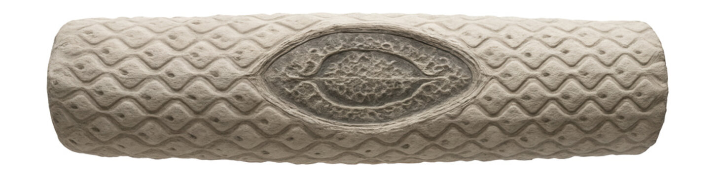 Fossilized lycopod stem with scale-like leaf bases and central vascular cylinder