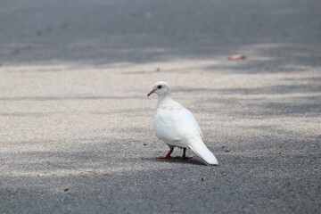 Dove on Asphalt: A pristine white dove gracefully rests on a textured asphalt surface. Capturing a moment of serene simplicity.