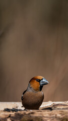 Hawfinch (Coccothraustes coccothraustes) on a branch