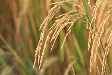Golden Harvest: Close-up shot of ripe rice grains, showcasing the natural beauty of agriculture.