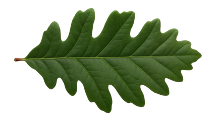 Oak leaf with lobed edges and deep green coloration in mature state
