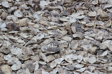 Oyster Shells