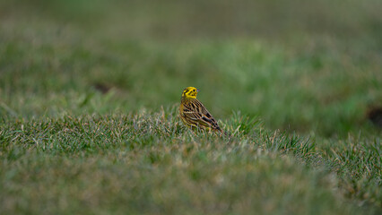 Yellowhammer (Emberiza citrinella) hidden in the grass