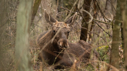 A young bull moose (Alces alces) resting in a mysterious forest