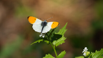 Orange tip butterfly (Anthocharis cardamines) on a leaf