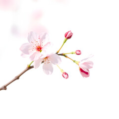 Obraz premium Pink cherry blossom flower isolated on white background blooming on tree branch in spring garden