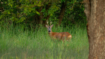 Male Roe Deer (Capreolus capreolus) with large antlers. Walks on a green meadow