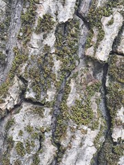 tree bark texture