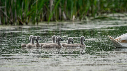 Babies Swan (Cygnus olor) swimming in a lake