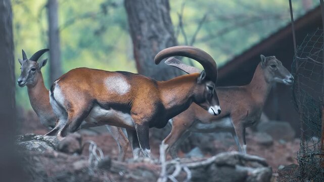 Three mouflon sheep with curved horns standing on rocky terrain in forested environment. Large ram with impressive curved horns positioned centrally. Blurred forest background with trees