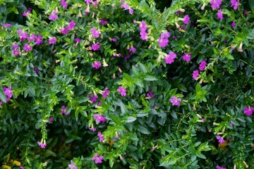 Small purple flowers bloom among lush green leaves, creating a vibrant and natural garden look. Ideal for landscaping or ornamental plant lovers.