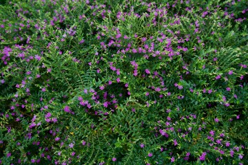 Small purple flowers bloom among lush green leaves, creating a vibrant and natural garden look. Ideal for landscaping or ornamental plant lovers.