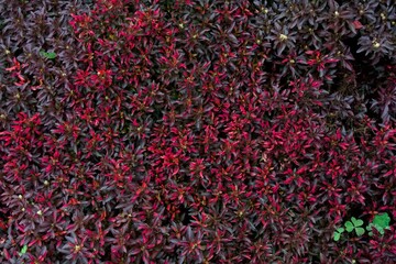 Dense red foliage creates a striking texture of color and depth. The vibrant leaves display shades...