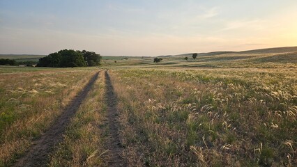 sunrise in the field dirt road in a field among green grass, road leading to a farm, sunset in the steppe 