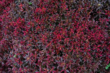 Dense red foliage creates a striking texture of color and depth. The vibrant leaves display shades...