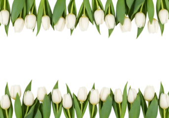 Elegant white tulip border frame on a black background for text overlay