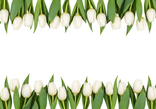 Elegant white tulip border frame on a black background for text overlay