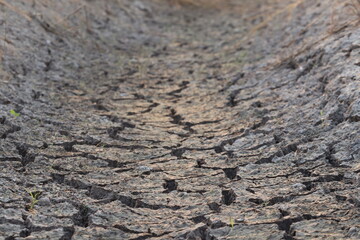 Arid Terrain: The image showcases a close-up view of cracked, dry earth, creating a striking texture that speaks of environmental stress. The sun-baked surface reveals the impact of drought.