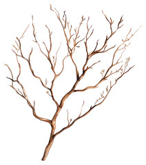Fototapeta premium PNG Dry branchs art illustration watercolor.