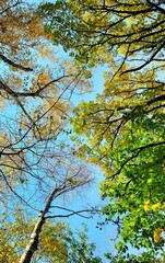 Beautiful Colors Under The Sky In Autumn