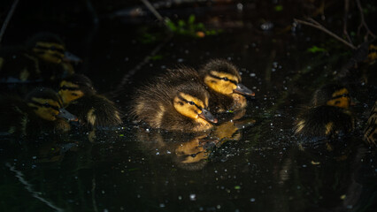 Baby ducklings (Anas platyrhynchos) swimming on the river