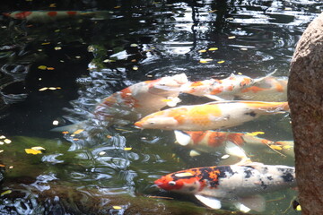 Koi Fish in Serene Pond: Graceful koi fish swim in a tranquil pond, their vibrant colors adding...