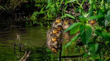Baby ducklings (Anas platyrhynchos) swimming on the river