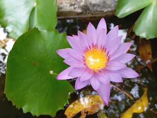 purple water lily