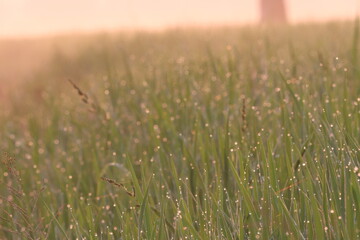 Morning Dew on Grassy Blades: Capture the serene beauty of nature as delicate dewdrops adorn vibrant green blades of grass at sunrise, showcasing the tranquil essence of the early morning.