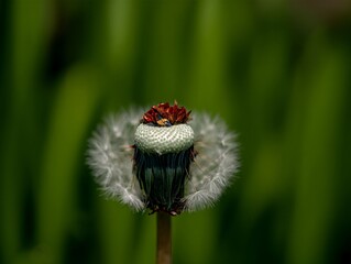 Macro shot of a withered dandelion against a blurred green background, detail