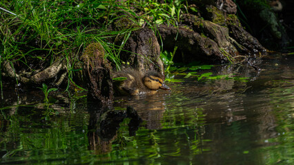 Baby Mallard (Anas platyrhynchos) swimming on pond water