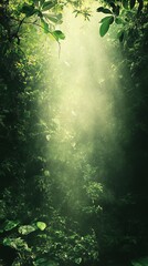Sunlight Streaming Through Lush Green Forest Canopy