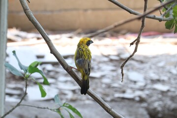 Yellow Bird Perched on Branch: A vibrant yellow bird sits serenely on a slender branch, observing...
