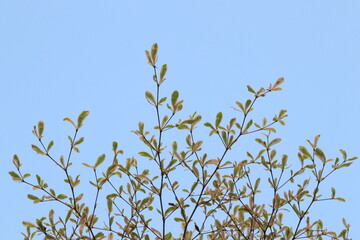 Nature's Canopy: A gentle upward angle shot captures delicate new leaves of tree reaching toward the clear blue sky, symbolizing freshness and growth.