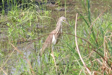 Ardeola bird in wetland: Capture the quiet beauty of the Ardeola bird standing elegantly amongst the tall grasses, a vibrant image of wetlands, highlighting natural elegance and tranquility.