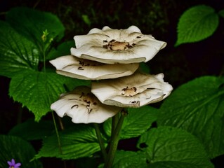 A stacked cluster of mushrooms surrounded by lush green foliage in a dark forest