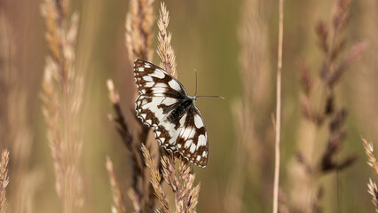 The Marbled White Butterfly (Melanargia galathea) with open wings