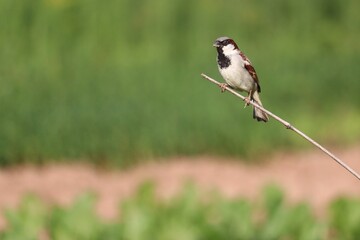 Sparrow Perched: A delicate sparrow perches gracefully on a slender twig against a verdant backdrop. This image conveys the beauty and serenity of nature.