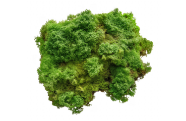 Lush green moss isolated on transparent background for nature and botanical themed designs