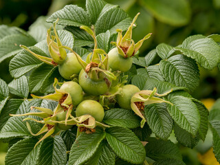wild rose leaves with intense color and texture, with deep visible veins and serrated edges, spectacular blurred background, selective focus at close range, natural environment, dynamic element
