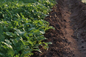 Green Crop in the Field: A close-up captures rows of vibrant green crop plants flourishing in a fertile field, creating a picturesque scene of agricultural beauty.