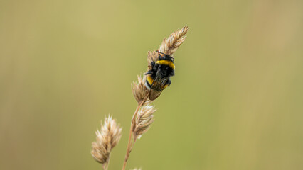 Closeup on Early Bumblebee (Bombus pratorum)