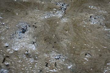 A mudskipper fish in swamp.