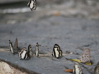Butterflies Gathering: Capturing the delicate dance of nature, a group of butterflies flutters...