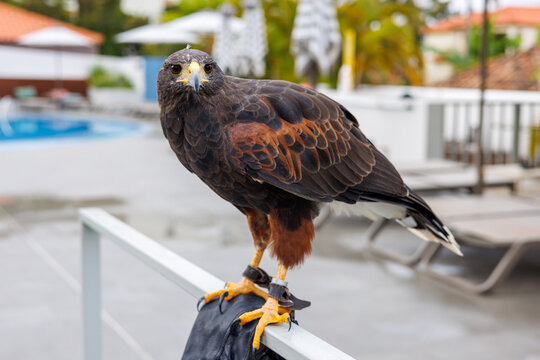 Harris Hawk sitting on a fence. Hawk close-up looking at the camera.