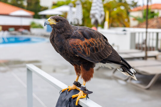 Harris Hawk perched on a fence. Hawk close-up on the hotel grounds. - Powered by Adobe