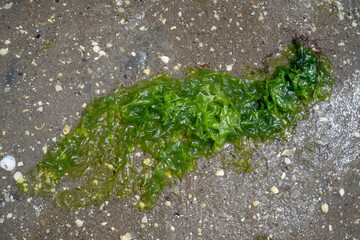 Algue, laitue de mer , Ulva lactuca