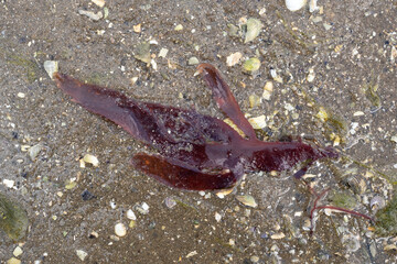 Algue, Laminaire, Laminaria ochroleuca